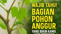 Wajib Tahu! Bagian Pohon Anggur yang Bikin Kamu Jago Merawat