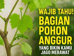 Wajib Tahu! Bagian Pohon Anggur yang Bikin Kamu Jago Merawat