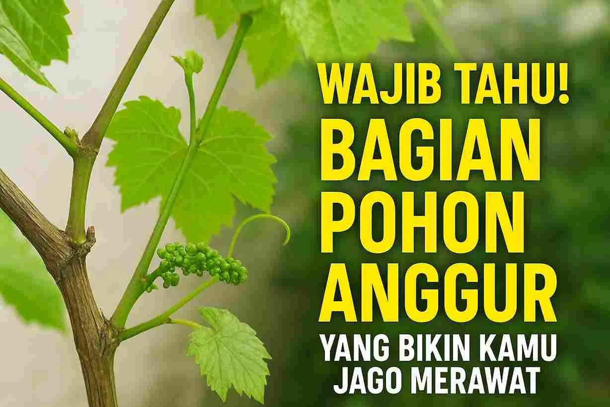 Bagian batang, daun, tunas, dan sulur pada pohon anggur sebagai panduan dasar perawatan