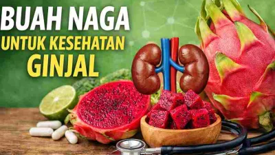 Buah naga merah segar dengan ilustrasi ginjal sebagai simbol manfaat buah naga untuk kesehatan ginjal
