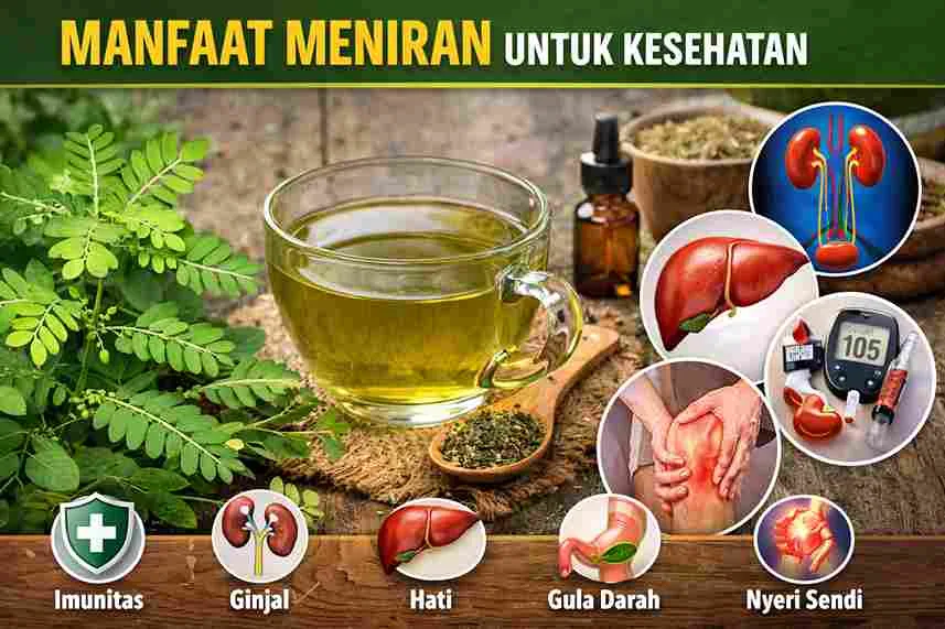 Tanaman meniran dan rebusan herbal meniran dengan ilustrasi manfaat untuk imun, ginjal, hati, gula darah, dan nyeri sendi