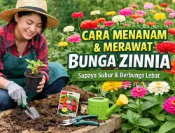 Cara Menanam Zinnia agar Subur dan Cepat Berbunga