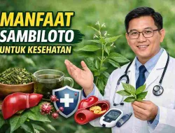 Dokter Ungkap Manfaat Sambiloto, Tak Sekedar Herbal Pahit