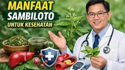 Dokter menunjukkan tanaman sambiloto dan teh herbal sambiloto sebagai ilustrasi manfaat sambiloto untuk kesehatan tubuh