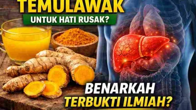 Ilustrasi temulawak dan organ hati manusia sebagai herbal alami pendukung kesehatan hati rusak berdasarkan penelitian ilmiah