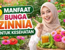 Jarang Diketahui! 5 Manfaat Bunga Zinnia untuk Kesehatan