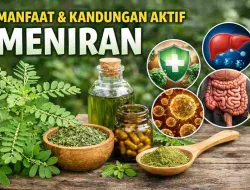 Jarang Disadari, Ini Kandungan Aktif Meniran & Manfaatnya