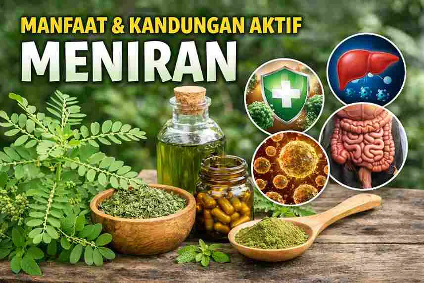 Tanaman meniran (Phyllanthus niruri) segar dengan olahan herbal dan ilustrasi manfaatnya bagi hati, imun, dan pencernaan.