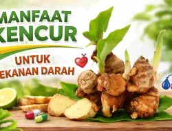 Jarang Disadari, Kandungan Kencur Ini Bantu Jaga Tekanan Darah