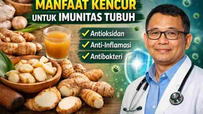 Rimpang kencur segar dan minuman jamu kencur dengan ilustrasi dokter dan simbol perisai imunitas tubuh