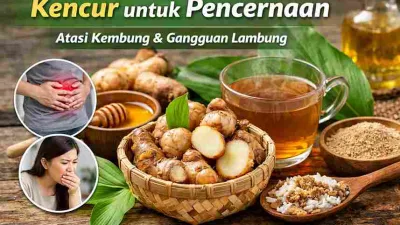 Kencur segar dan minuman herbal kencur untuk membantu meredakan perut kembung dan gangguan pencernaan secara alami.