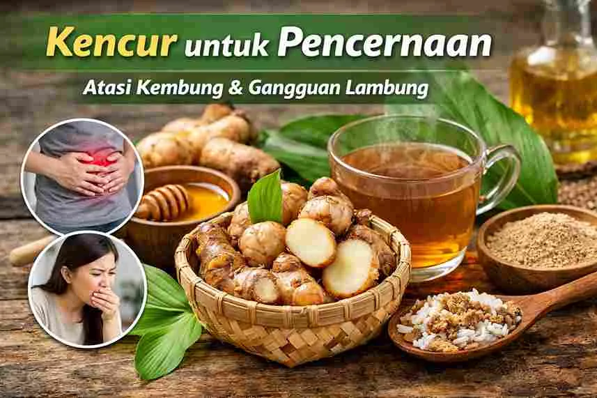 Kencur segar dan minuman herbal kencur untuk membantu meredakan perut kembung dan gangguan pencernaan secara alami.
