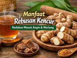 Manfaat Rebusan Kencur untuk Redakan Masuk Angin dan Meriang