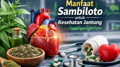 Tanaman sambiloto dengan ilustrasi jantung manusia sebagai simbol manfaat sambiloto untuk kesehatan jantung.