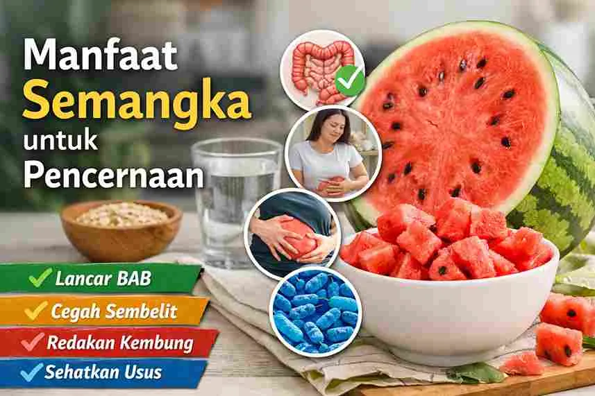 Ilustrasi semangka segar dan sistem pencernaan, menunjukkan manfaat semangka untuk melancarkan BAB dan menjaga kesehatan usus