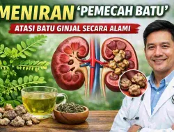 Meniran Untuk Batu Ginjal, Ini Penjelasan Dokter