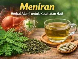 Meniran, Solusi Alami Jaga Fungsi Hati Tetap Sehat