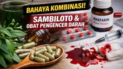 Ilustrasi sambiloto dan obat pengencer darah dengan simbol perdarahan sebagai peringatan risiko interaksi herbal dan obat medis.