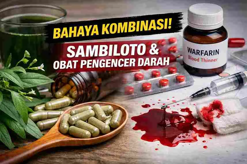Ilustrasi sambiloto dan obat pengencer darah dengan simbol perdarahan sebagai peringatan risiko interaksi herbal dan obat medis.