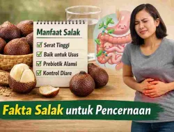 Salak Bikin Sembelit? Ini Fakta Manfaatnya untuk Pencernaan