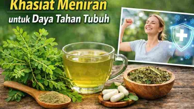 Tanaman meniran segar dan rebusan herbal meniran sebagai pendukung daya tahan tubuh alami