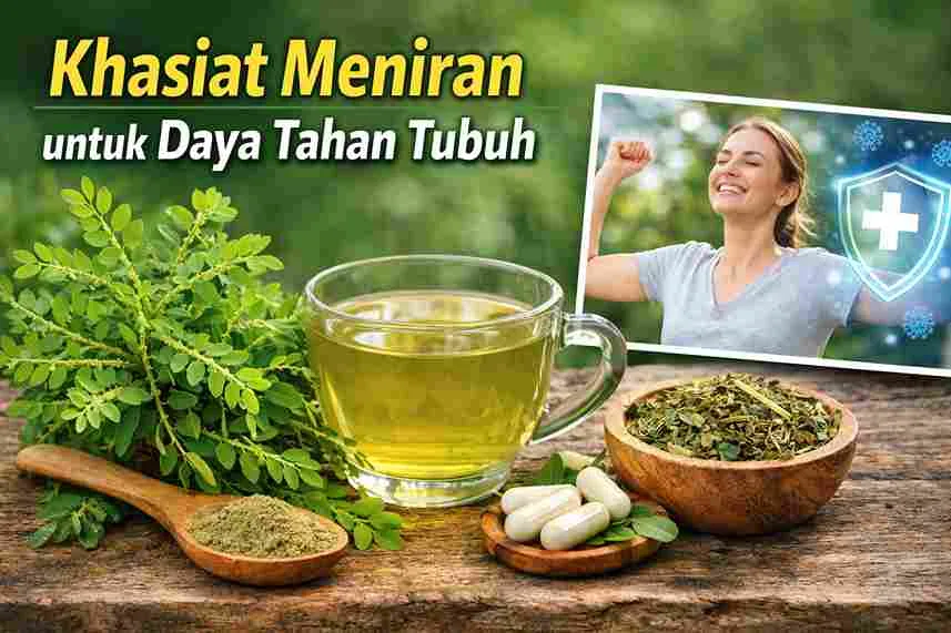 Tanaman meniran segar dan rebusan herbal meniran sebagai pendukung daya tahan tubuh alami