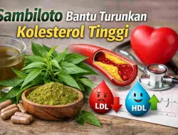 Tak Banyak Tahu, Sambiloto Bantu Jaga Kolesterol Tinggi