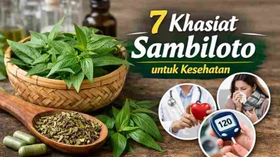 Daun sambiloto segar dan kering sebagai herbal pahit dengan 7 khasiat untuk kesehatan tubuh