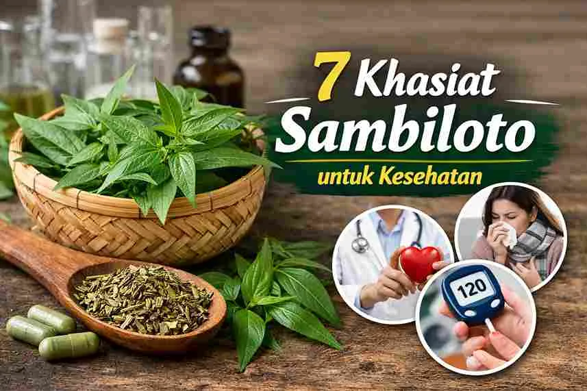 Daun sambiloto segar dan kering sebagai herbal pahit dengan 7 khasiat untuk kesehatan tubuh